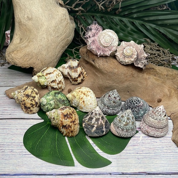 13 Assorted Turbo / Top / Delphinium Seashells Hermit Crabs Changing Nautical - Picture 1 of 12